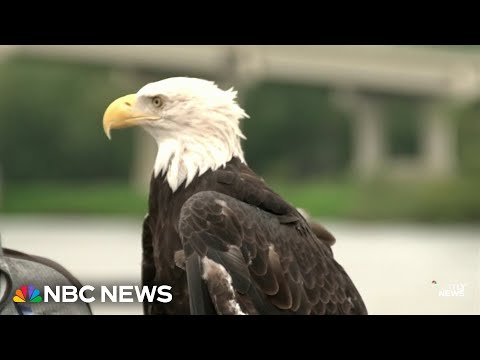 House passes bill to make the bald eagle the official U.S. bird