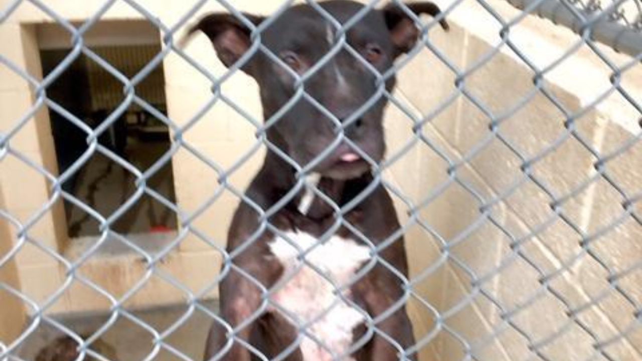 Arizona Legislative Committee Takes Action on Animal Control: Challenges and Solutions