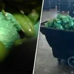 $31 Million Worth of Meth Seized at Texas-Mexico Border Hidden in Shipment of Peppers