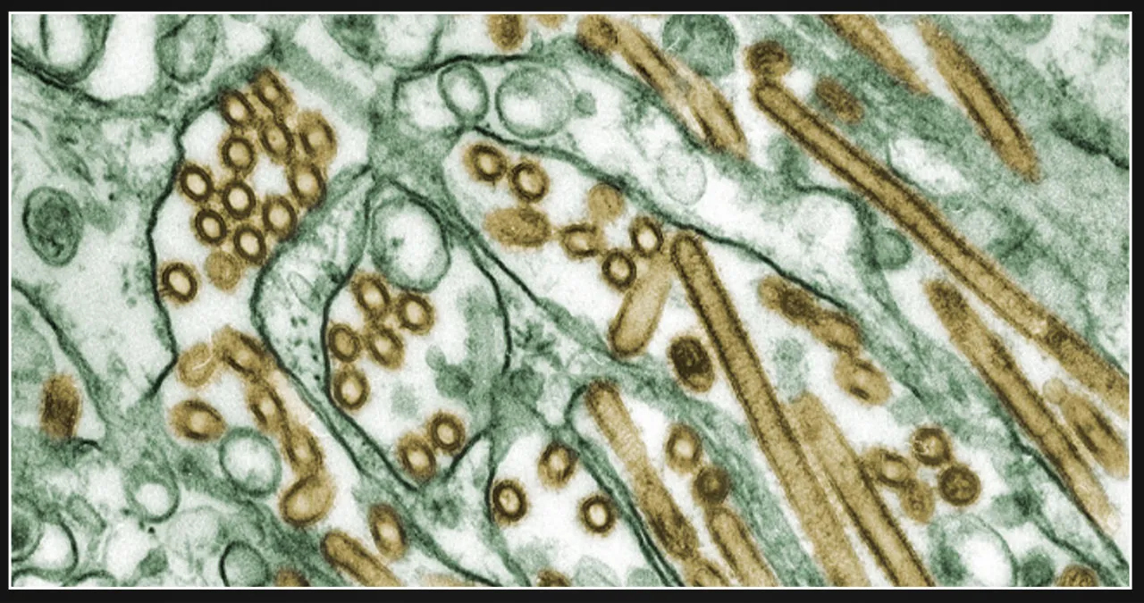 No cases of H5 virus reported in Mohave County