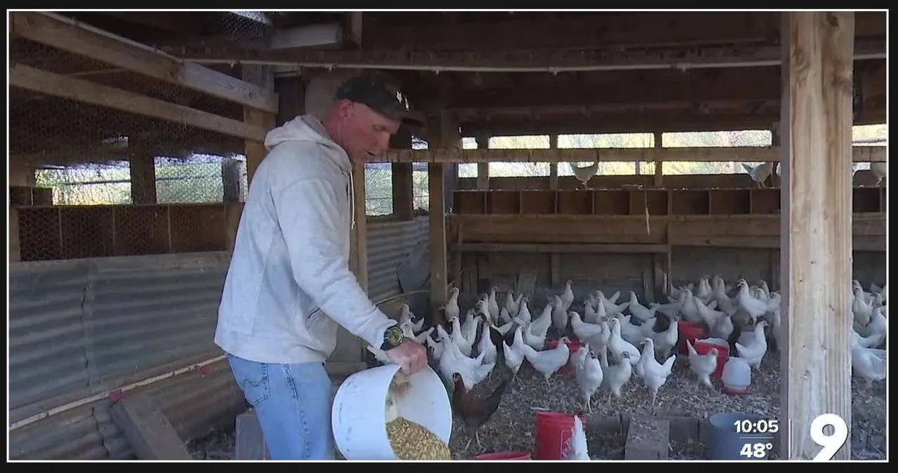 Arizona farm in Foothills region takes measures to prevent bird flu outbreak