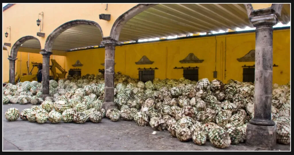 Tequila Oversupply Challenges Mexico as Sales Decrease